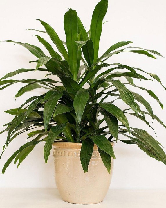 Dracena deremeńska, łac. dracaena deremensis