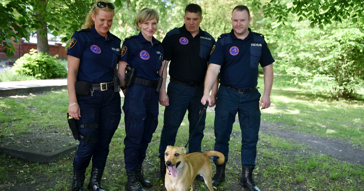 Animal Patrol będzie pomagało bezpańskim zwierzętom