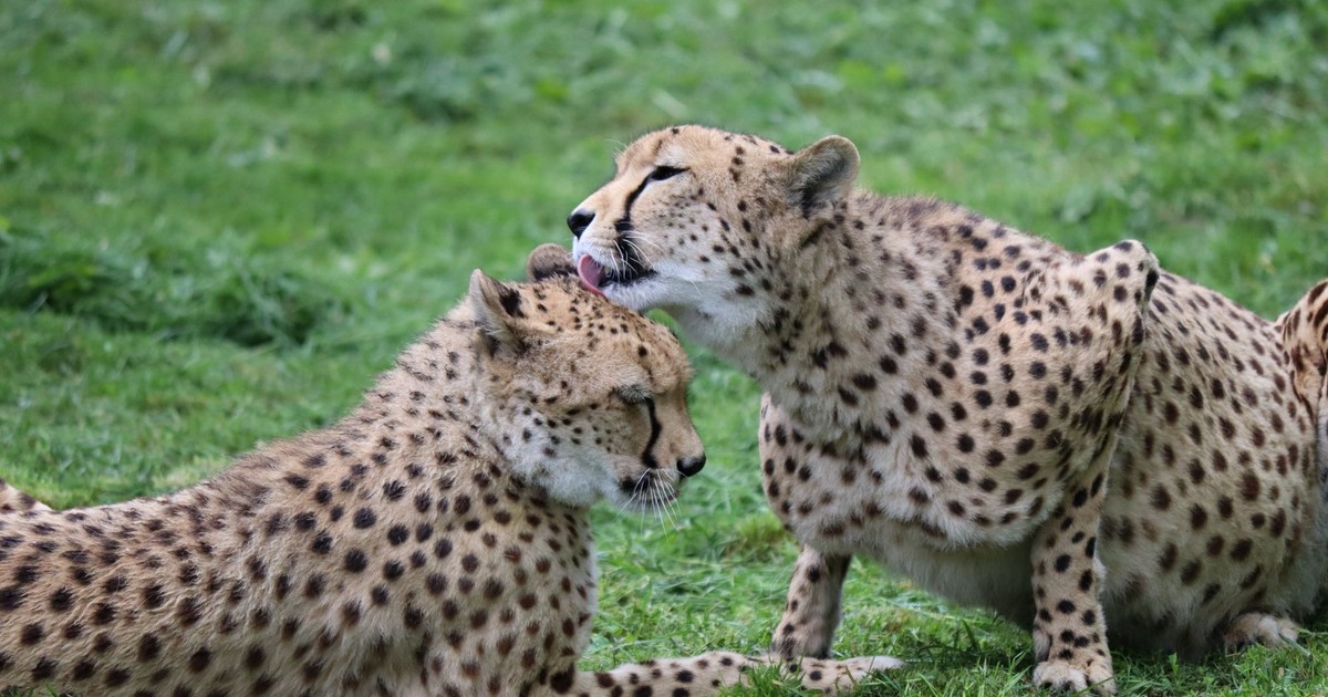 Warszawskie zoo wyróżnione przez brytyjski dziennik