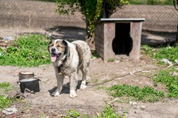 KO będzie walczyć o "ustawę łańcuchową". "Zobaczymy, czy prezydent jest skłonny pomóc zwierzętom"