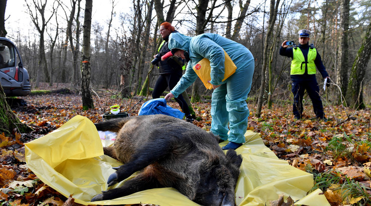 Újabb 15 sertéspestissel fertőzött gócpontot talált a hatóság Romániában. /Fotó:MTI/EPA