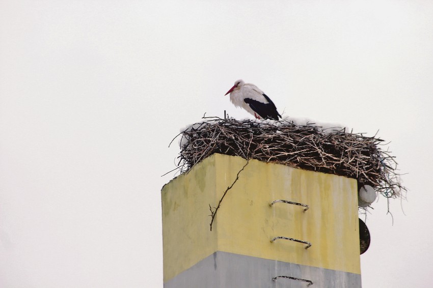 Sneg je iznenadio i rode