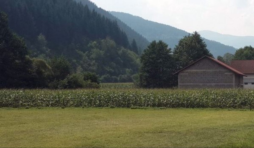 Kukuruzište kod kojeg se desila nesreća