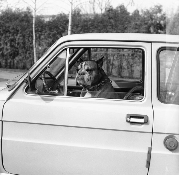 Pies "Toro" za kierownicą samochodu Fiat 126p w 1977 r.