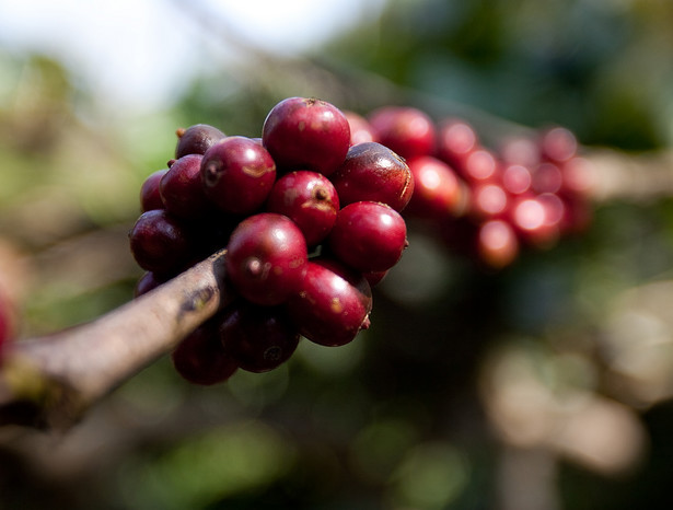Gorącą atmosferę na rynku kawy wykorzystało wielu spekulantów, w efekcie 8. września za kawę trzeba 1,98 dol.za funt (454 g) , najwięcej od 1997 r.