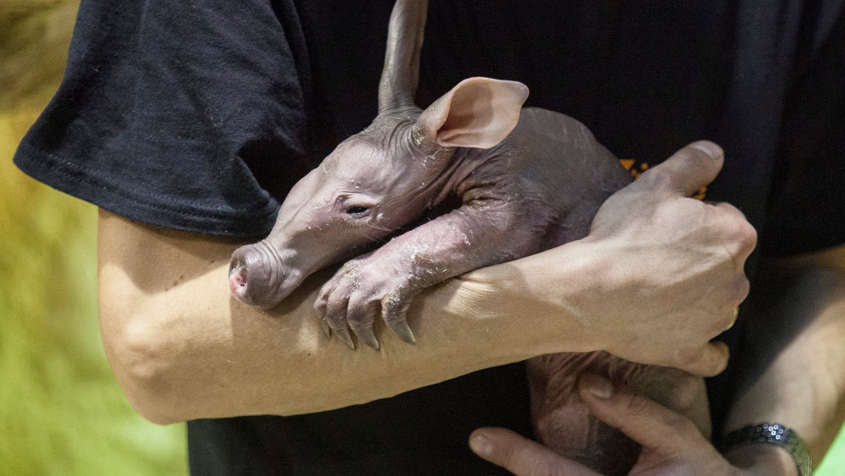 We wrocławskim zoo urodził się mrównik