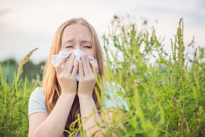 Elindult a parlagfű pollenszezon - ezeket teheti az allergia ellen!