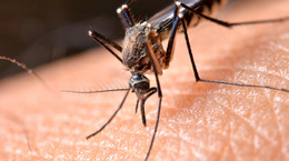 Siedem chorób przenoszonych przez komary - jest się czego bać!