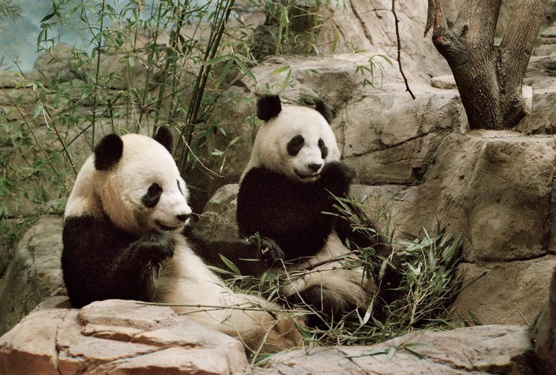 Para pand Mei Xiang i Tian Tian w waszyngtoński zoo