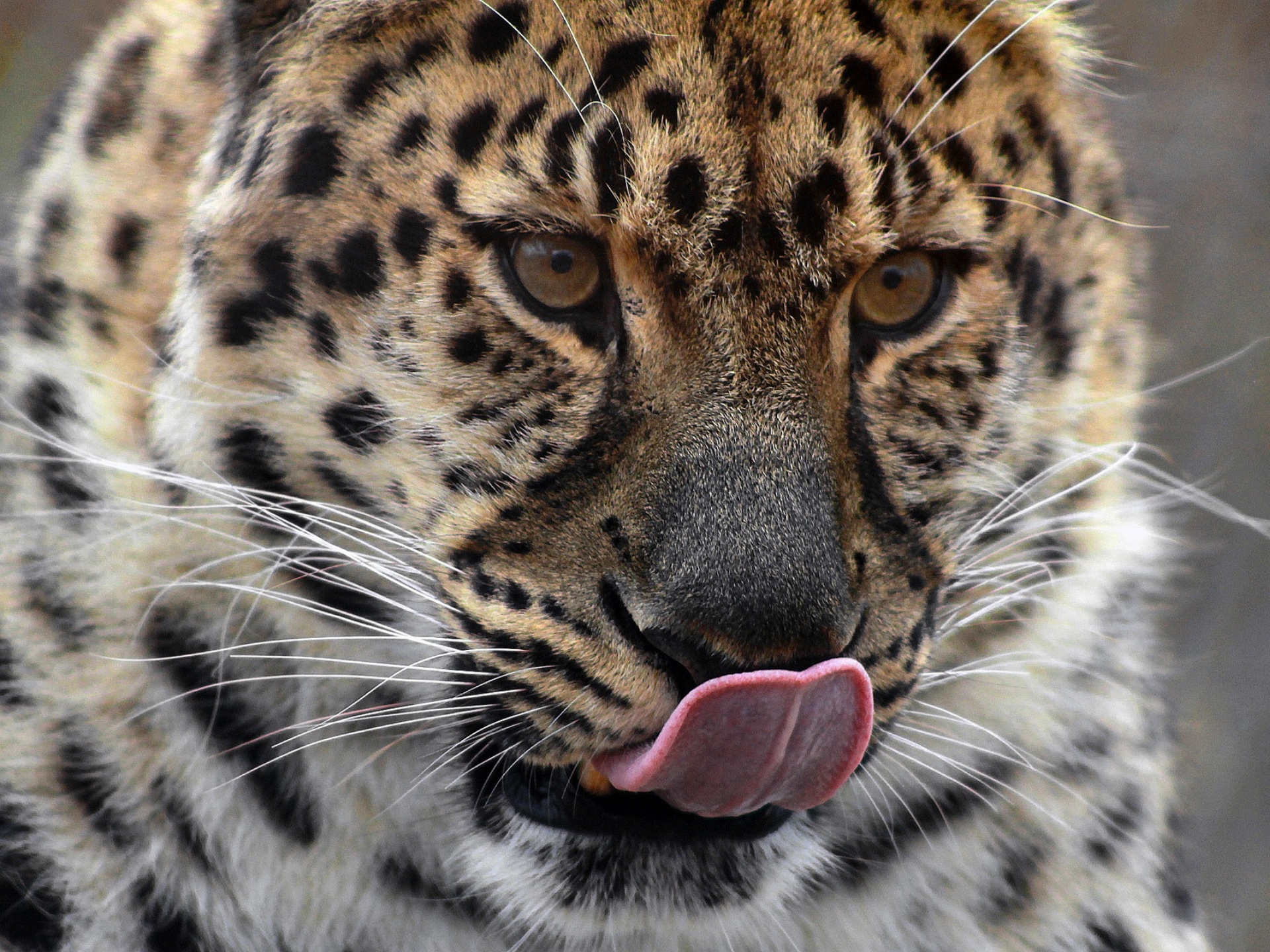 Leopard zranil jedného zo študentov.