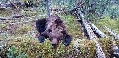 Horror w parku narodowym. 16-latek został rozszarpany przez niedźwiedzia