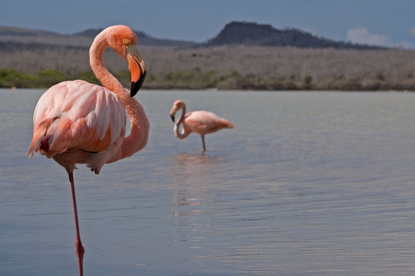 flamingos