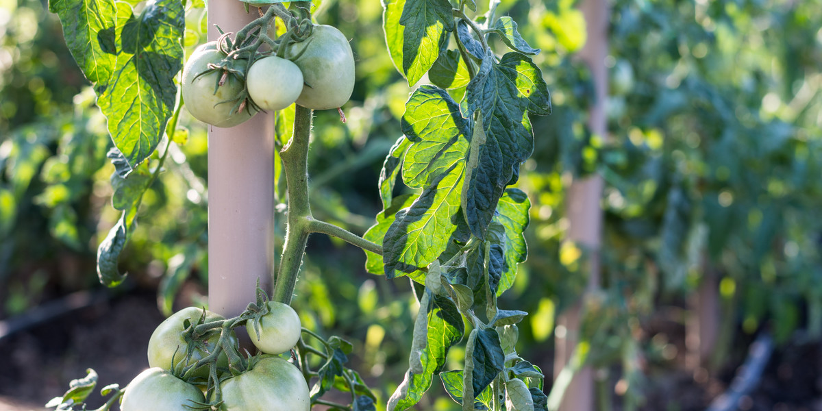 Odżywka do korzeni pomidorów sprawi, że krzaki szybko odżyją.