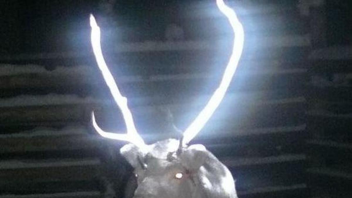 antlers