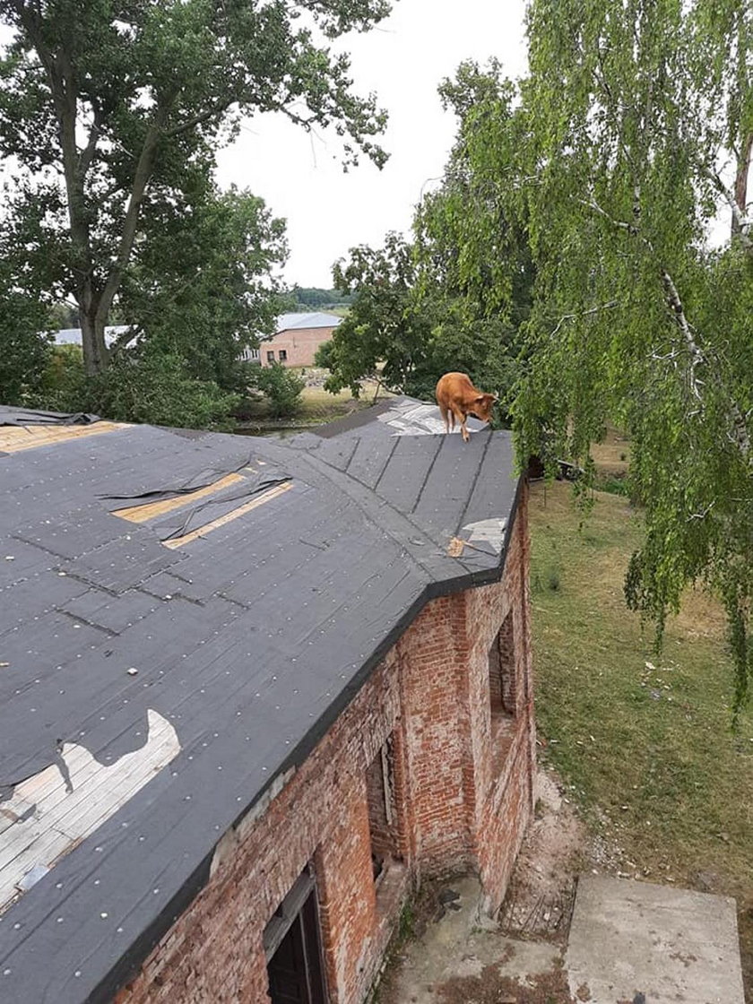 Nietypowa akcja strażaków. Krowa weszła na dach dworku