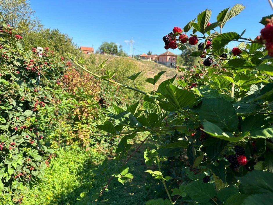 Beograđanka otišla na selo da gaji kupine
