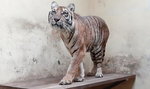 Koniec gehenny tygrysów skazanych na śmierć! Weterynarze wciąż pracują w pocie czoła