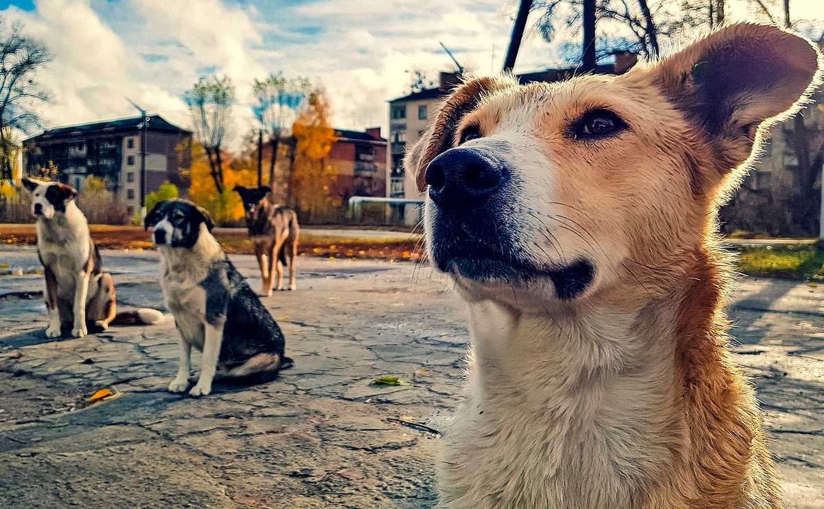 Mutanty z Czarnobyla. Jak psy rozwinęły supermoce w strefie radioaktywnego zniszczenia