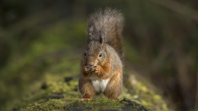 Red squirrel, Sciurus vulgaris, on a tree trunk eating a nut