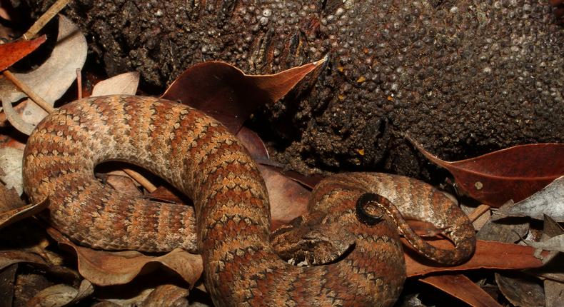 A common death adder hiding in leaf litter.Auscape/Universal Images Group via Getty Images