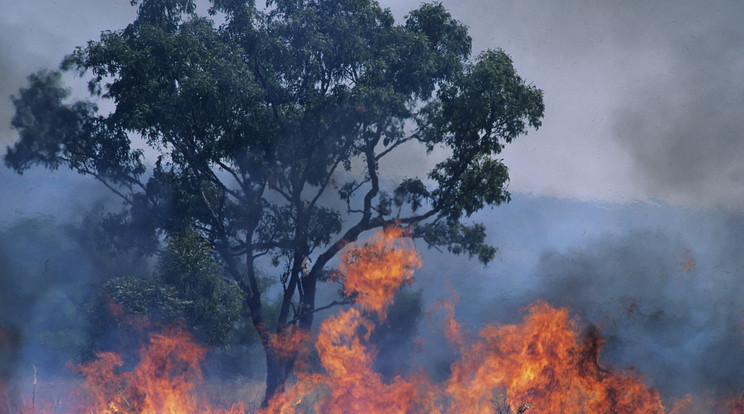 A kontinensen jelenleg is bozóttüzek pusztítanak/ Fotó: Northfoto
