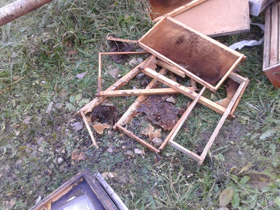 Ostaci košnica, ramova i saća