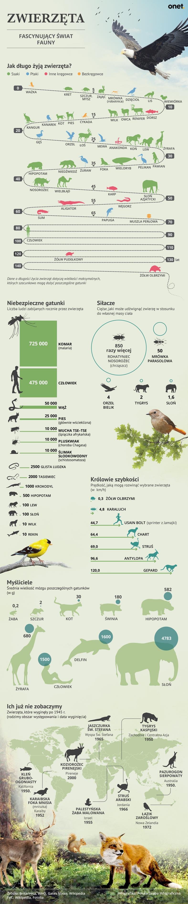 Fascynujące fakty z życia zwierząt [INFOGRAFIKA]