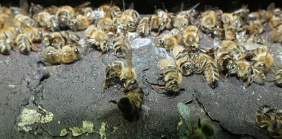 Katastrofa ekologiczna w Małopolsce. Ktoś wytruł 3,5 mln pszczół