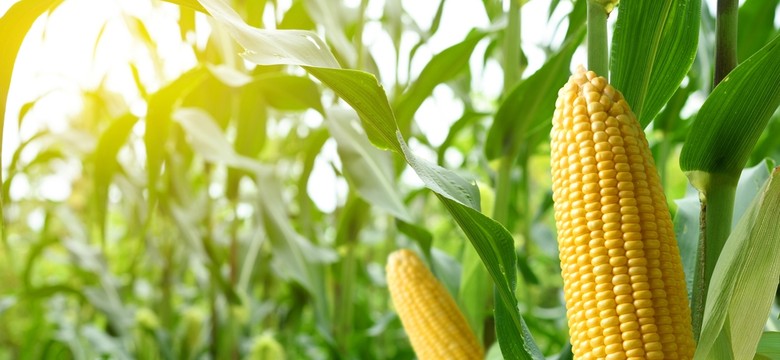 Waży 400 kilogramów, zamieszkał w polu i "może być niebezpieczny". Służby czekają... do października