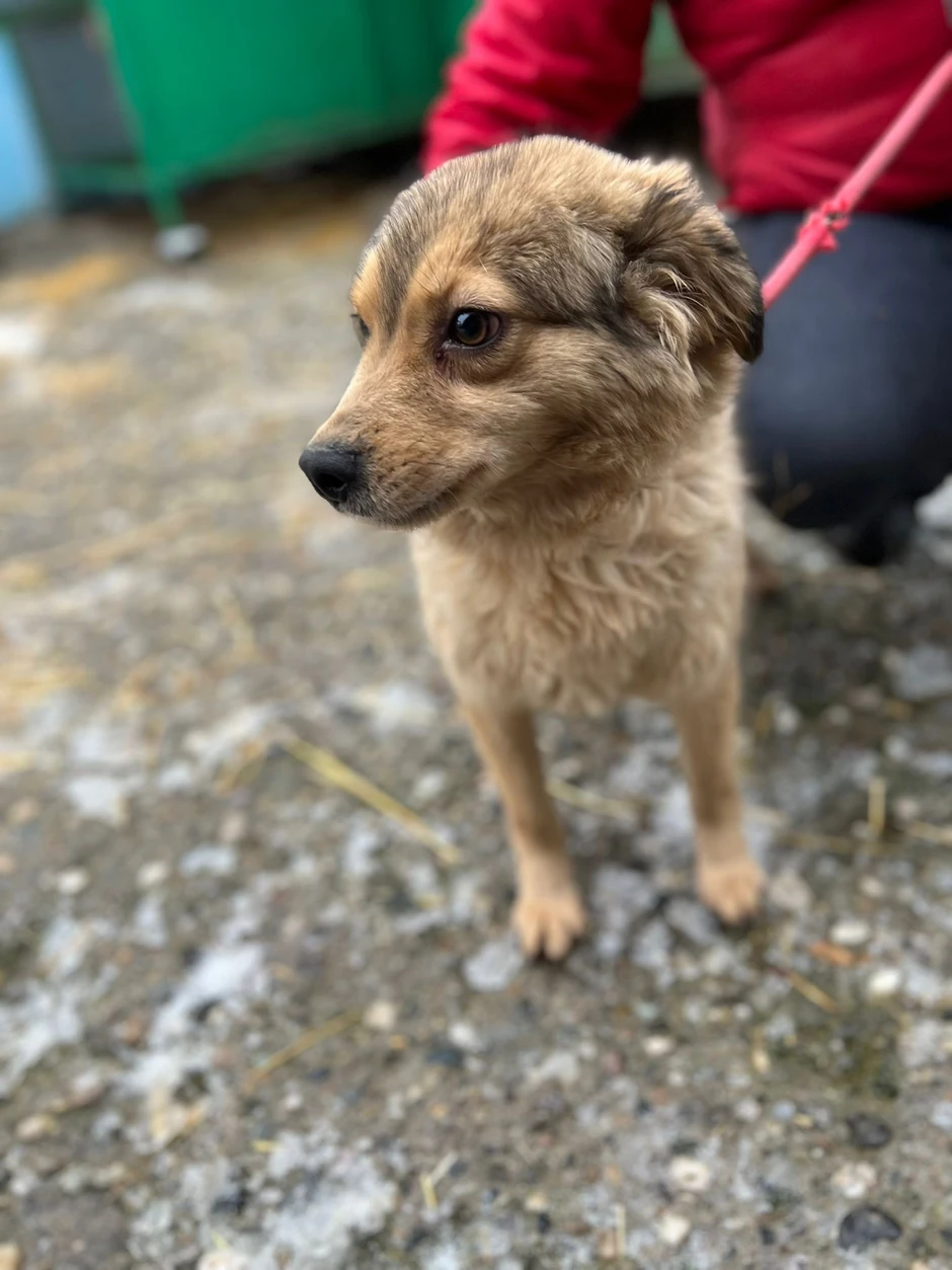 Nehumani uslovi za život pasa unutar prihvatilišta u Boru