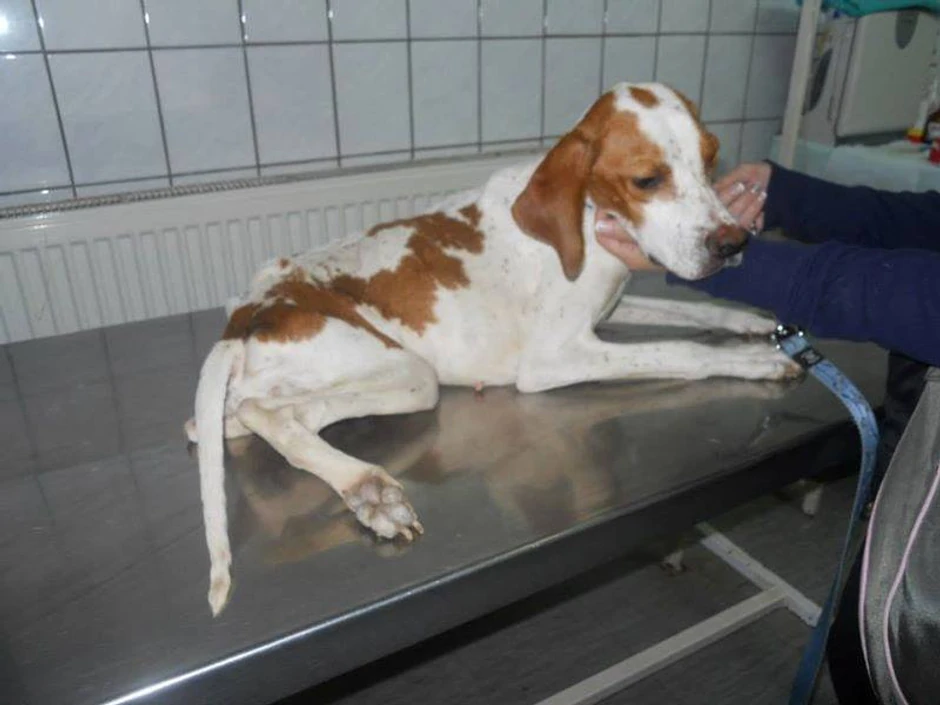 Veterinari su odlučili da je ne uspavaju