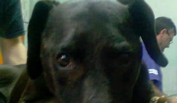 430802_otrovani-pas1