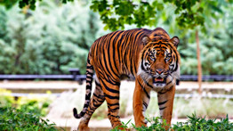 A rendőrség 68 nagymacskát foglalt le Jeffrey Lowe, a Tiger King sztárjának állatparkjából