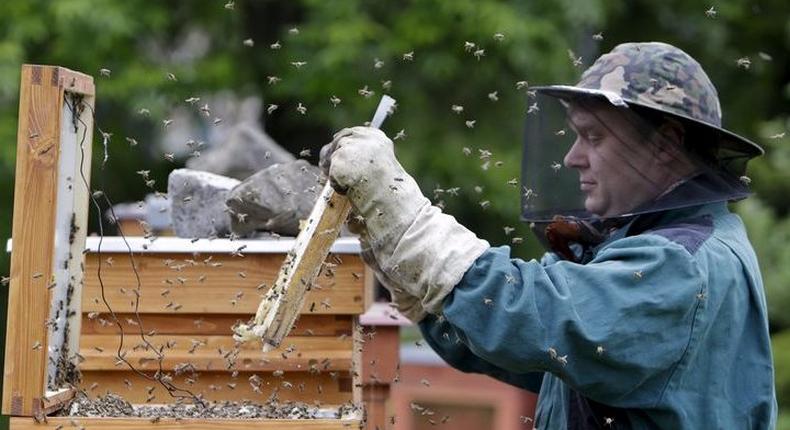 Beekeper Roman Linhart checks a honeycomb from a thermosolar hive in Chrudim May 25, 2015. REUTERS/David W Cerny 