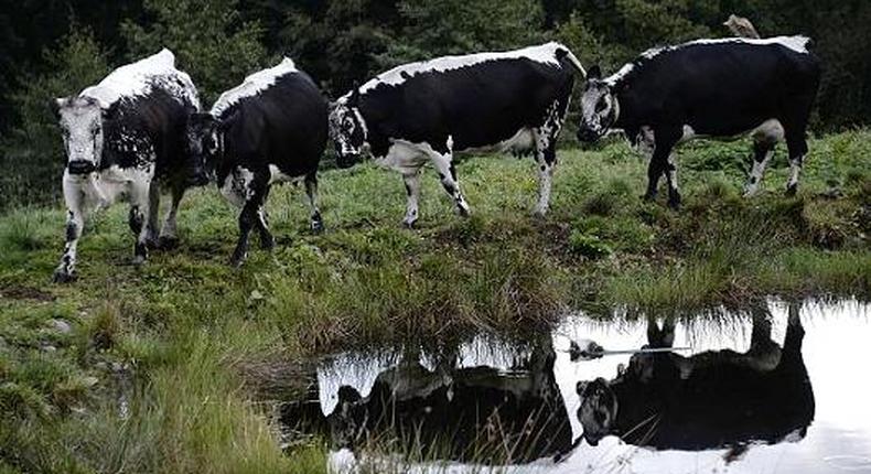 French agriculture ministry confirms case of mad cow disease