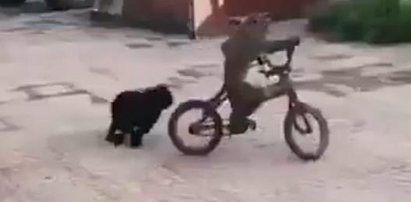 Nic lepszego dziś nie zobaczycie. Małpa ucieka na rowerze przed psem