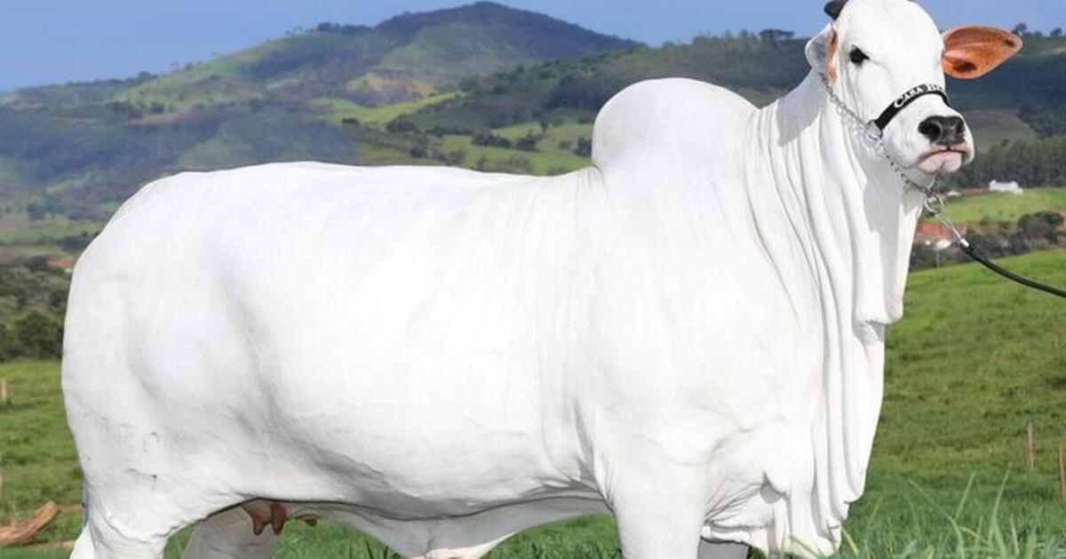 The world's most expensive cow was sold for $4.3 million