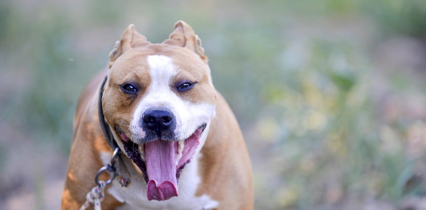 Horror na ulicy. Amstaff zaatakował 8-latkę