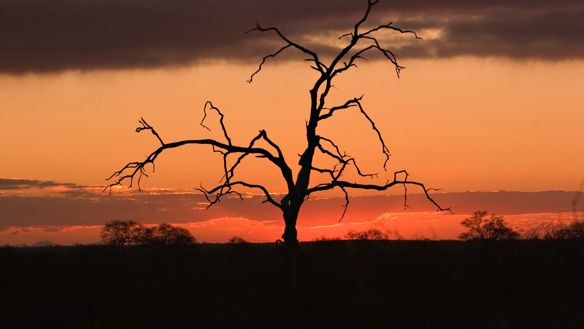 Kruger National Park. Założony sto lat temu park Narodowy w Południowej Afryce końca XX wieku wciąż nosi imię burskiego nacjonalisty, zapalonego myśliwego, który ponoć o zwierzętach nie myślał inaczej jak "biltong" (czyli tutejszy przysmak - suszone mięso, ohyda!). Ale czego się nie robi dla polityki - założyciel parku, niejaki Hamilton, sam zaproponował nazwisko Krugera, by przepchnąć projekt i zmiękczyć ówczesne władze.