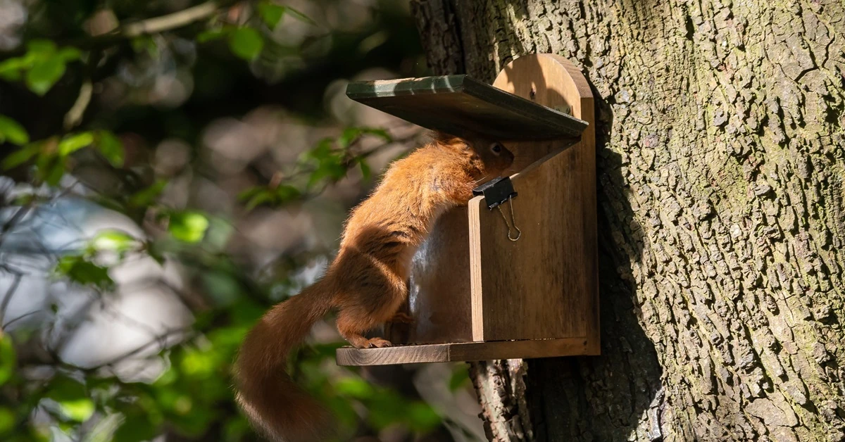 Jak dokarmiać wiewiórki zimą w ogrodzie? Wskazówki eksperta