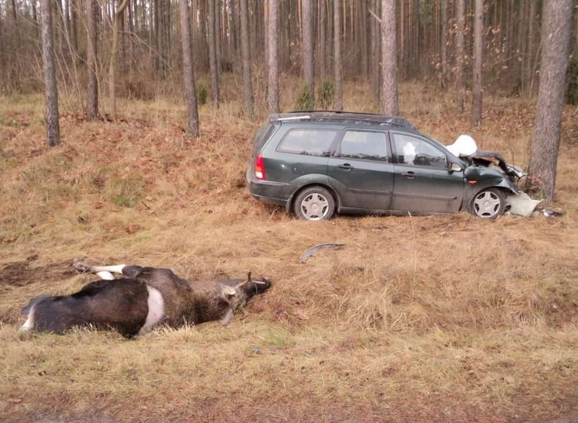 Zderzyła się z łosiem. Miała szczęście. Żyje!