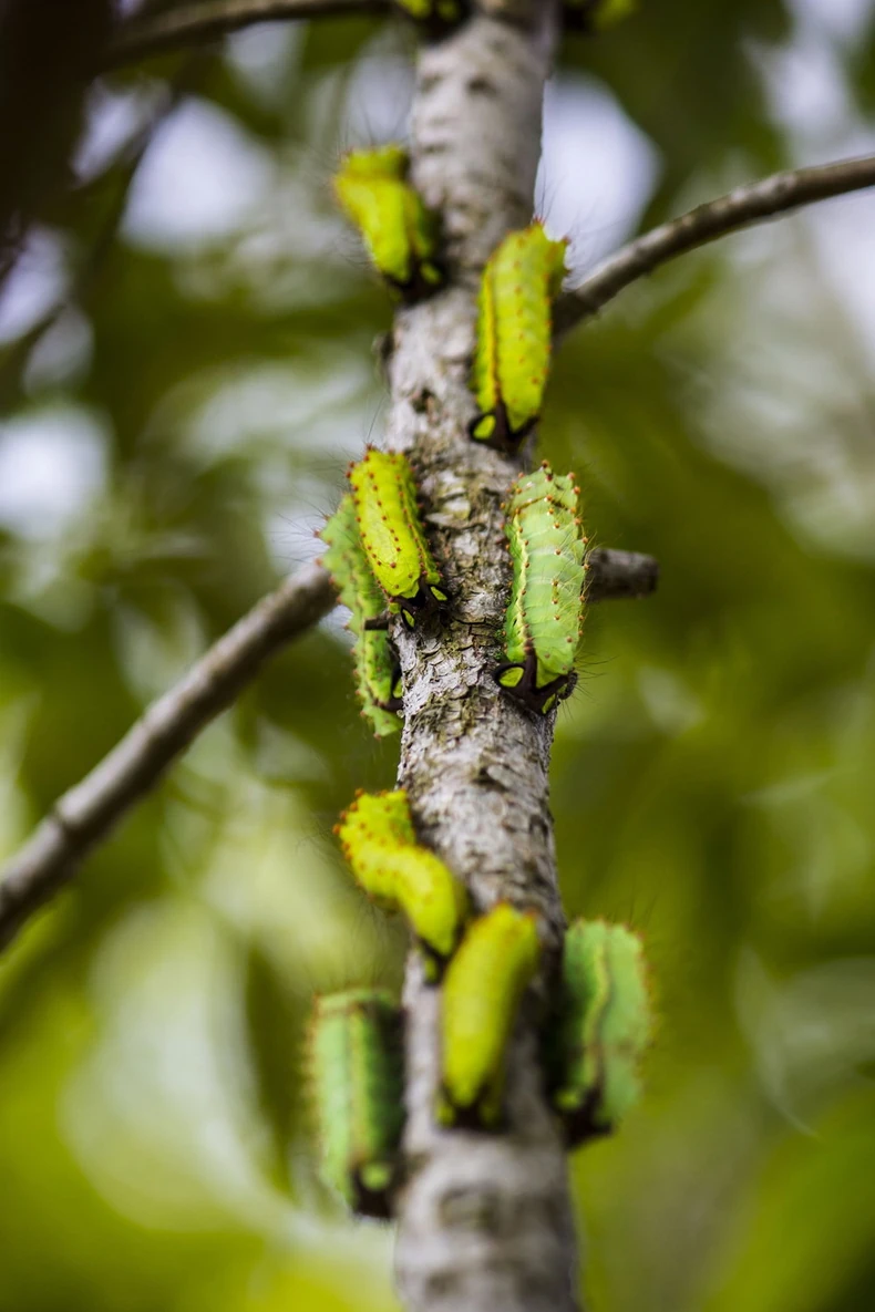 Nakon sakupljanja svile, radnici moraju da vrate bube na drvo