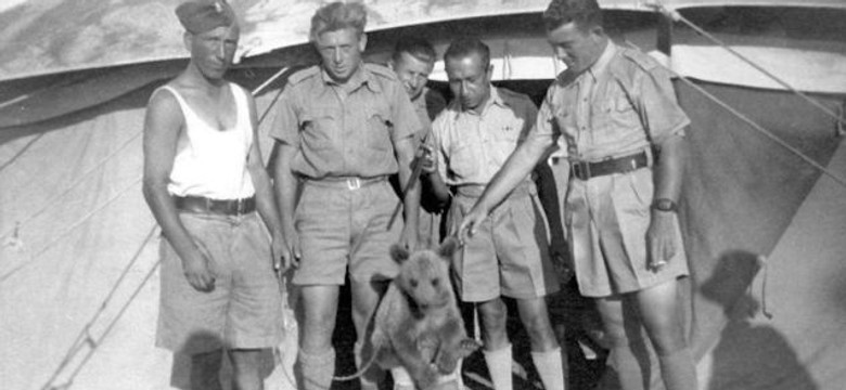 Kapral Wojtek, co lubił piwo. Historia niedźwiedzia w armii Andersa. ZDJĘCIA i WIDEO