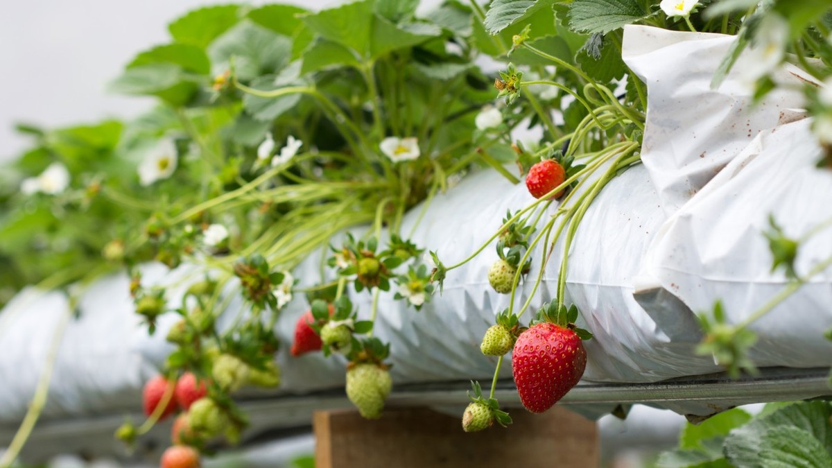 Malo ko zna ovu metodu: Uz ovaj trik jagode su čistije i ukusnije nego ikad