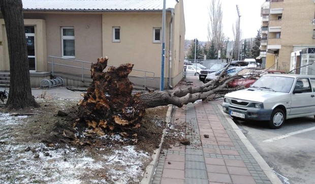 Stablo-iscupano-iz-korena