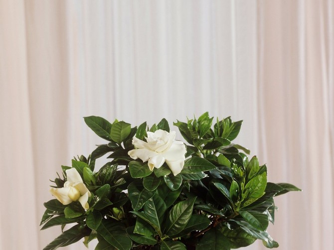 Jasmin