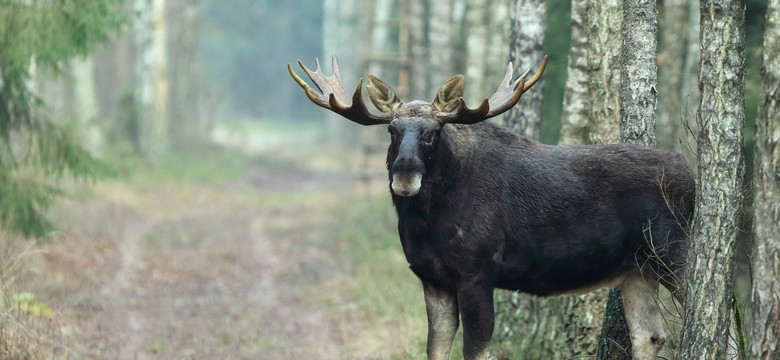 Myśliwy zastrzelił zwierzę pod ochroną. "Niemalże pod okiem prezesa NRŁ"