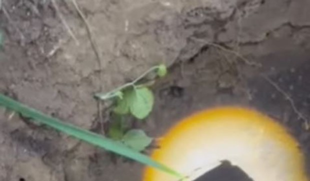 Pas upao u septičku jamu