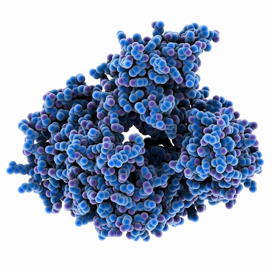 Molekularni model proteina familije Argonaut