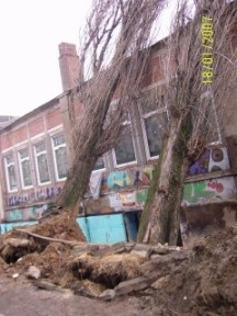 Dwie topole przewróciły się na ¶wiezo remontowany budynek w Łodzi.